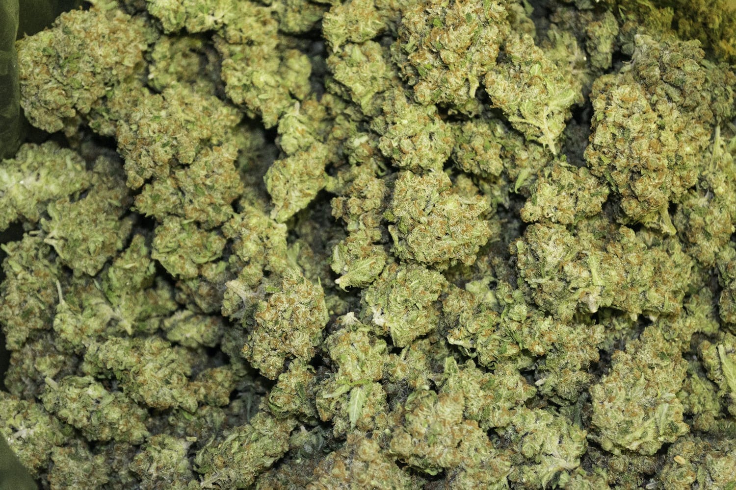 Oasis Cannabis Marijuana flower
